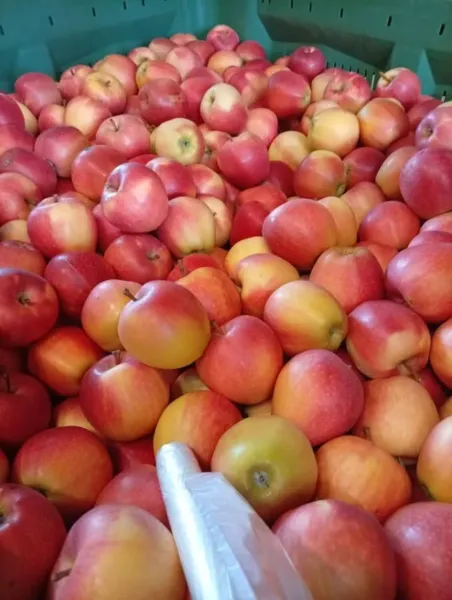 Pre detičky do ,,školičky,,☺️ nech v nej pekne vydržia. Odroda gala 🍏😋