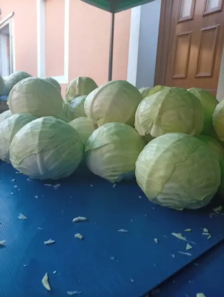 Už sa reže kapustička, 1eur/kg