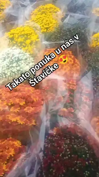 U nás si môžete zakúpiť chryzantémy od slovenského pestovateľa 🙂